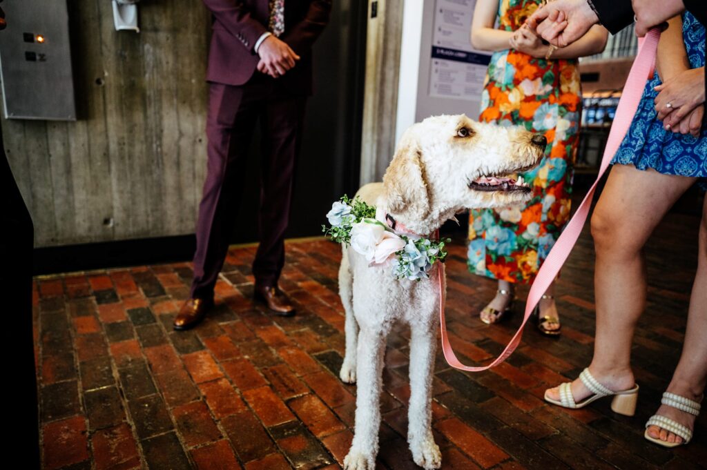 Boston City Hall Elopement with dog