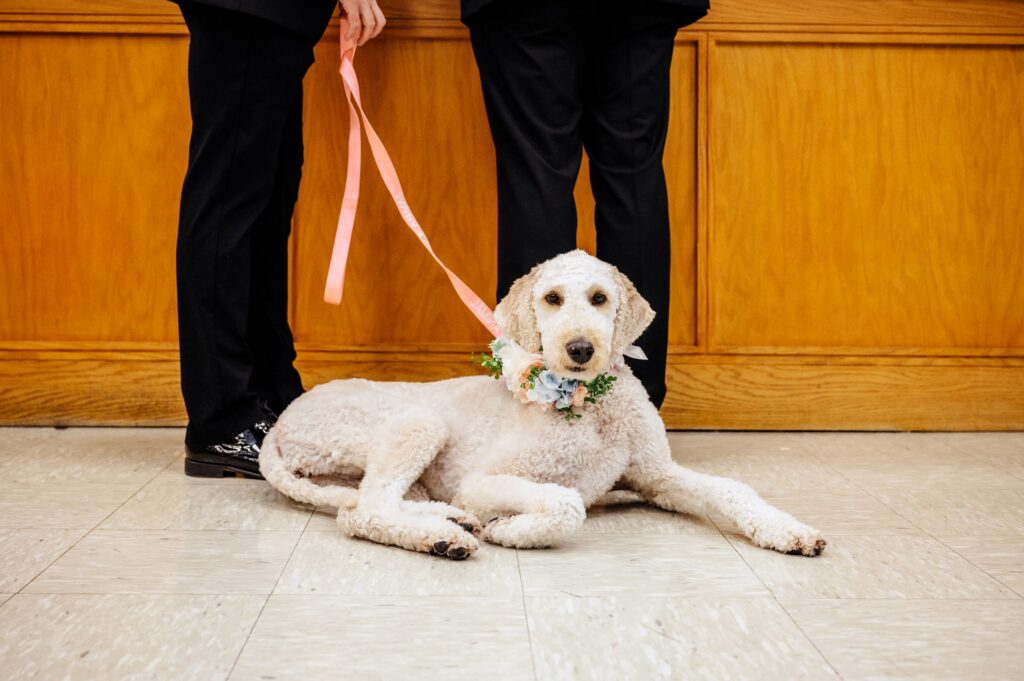 Boston City Hall Elopement Photographer