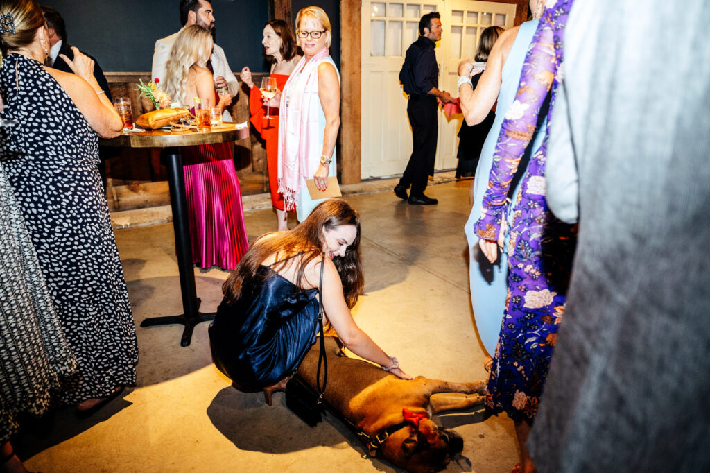 Wedding guest petting dog during cocktail hour